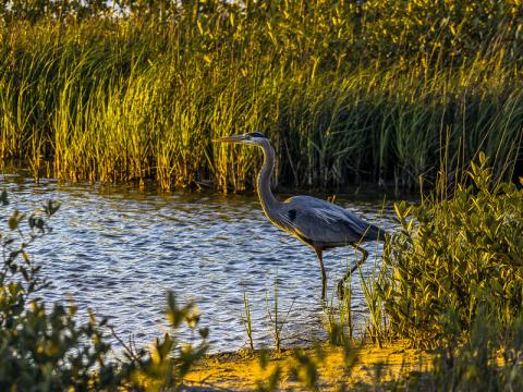 Galveston Island State Park